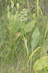 Green fringed orchid